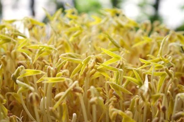 豆芽怎么種植方法，附過程