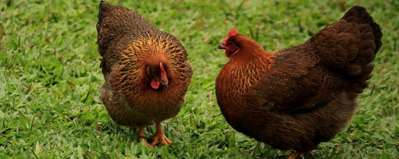 100只土雞利潤是多少，附計算方法