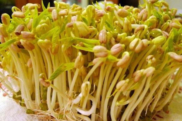 豆芽怎么種植方法，附過程