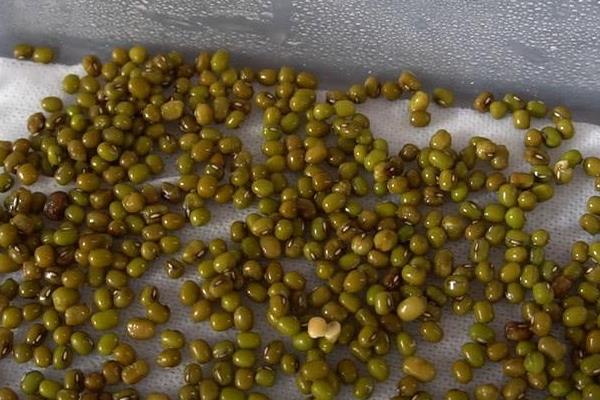 豆芽怎么種植方法，附過程