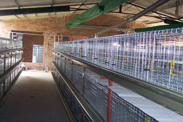 大棚養(yǎng)殖肉雞利潤(rùn)和成本多少