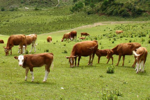 農村干什么行業能掙錢，8個2020年新項目推薦