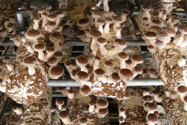 農村干什么行業能掙錢，8個2020年新項目推薦