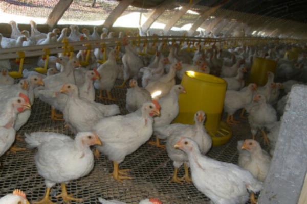 大棚養(yǎng)殖肉雞利潤(rùn)和成本多少