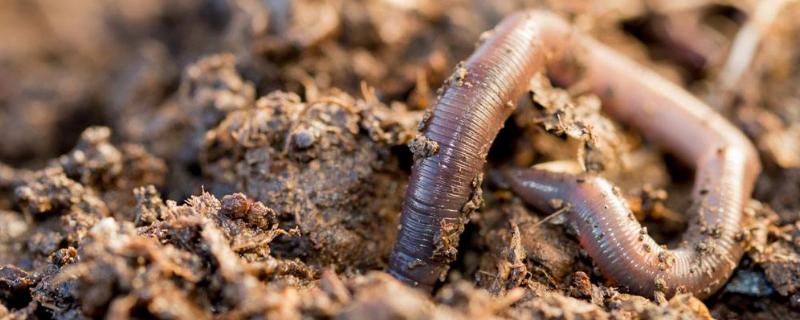 養殖蚯蚓的銷路在哪里,怎么找銷路