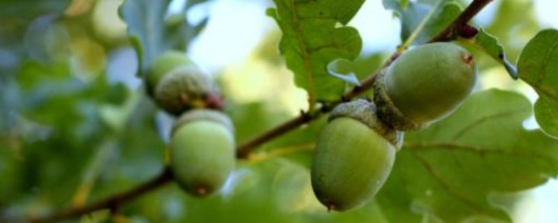 橡子的食用方法，附功效與作用