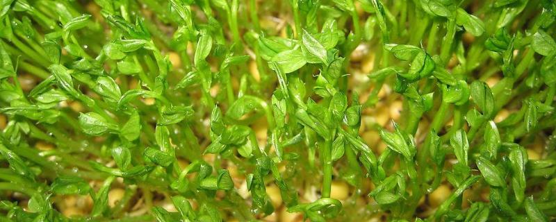 豆芽怎么種植方法，附過程