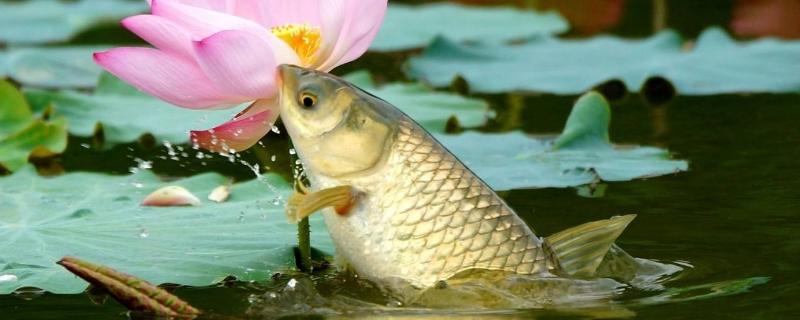 草魚養(yǎng)殖成本利潤計算，喂草魚賺錢嗎