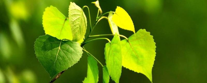 楊樹施肥時間及方法，可以撒在表面嗎