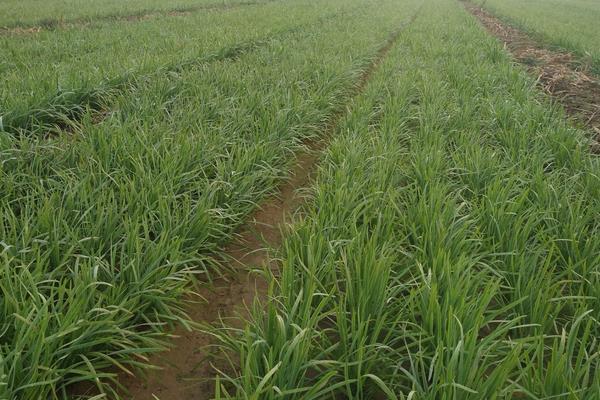 韭菜怎么種植方法，怎么存儲