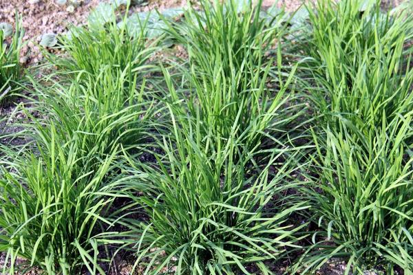 韭菜怎么種植方法，怎么存儲