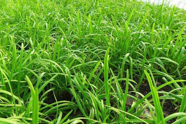 韭菜怎么種植方法，怎么存儲