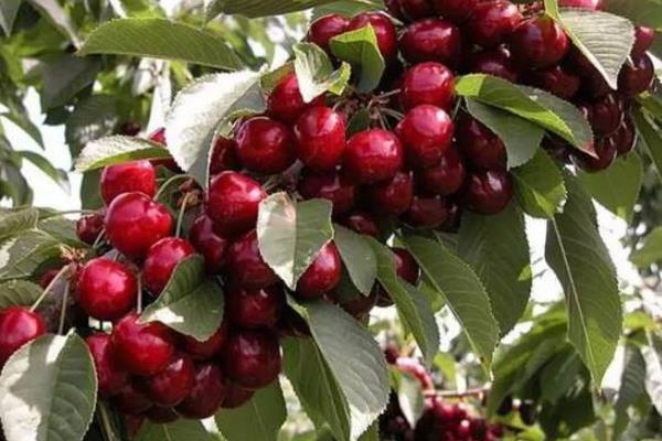 車厘子樹苗什么時候種