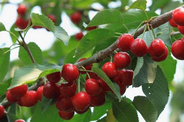 車厘子樹苗什么時候種