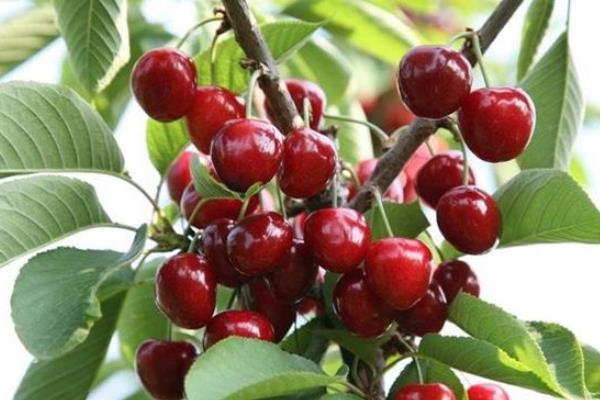 車厘子樹苗什么時候種