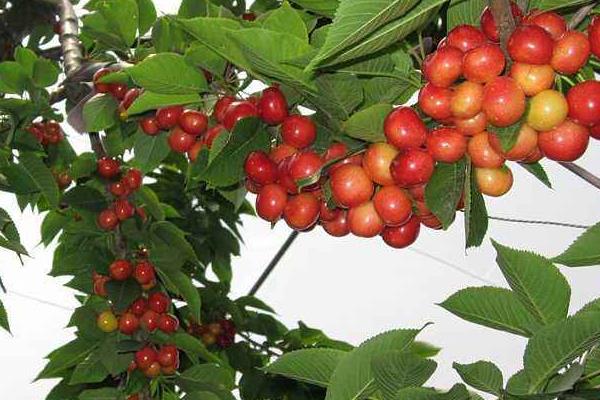 車厘子樹苗什么時候種