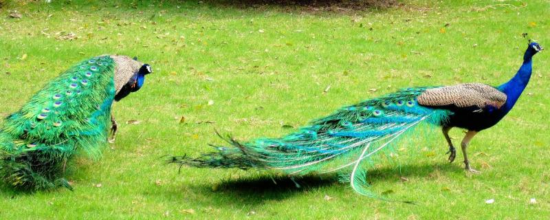 孔雀好養嗎，容易生病嗎，會不會飛走