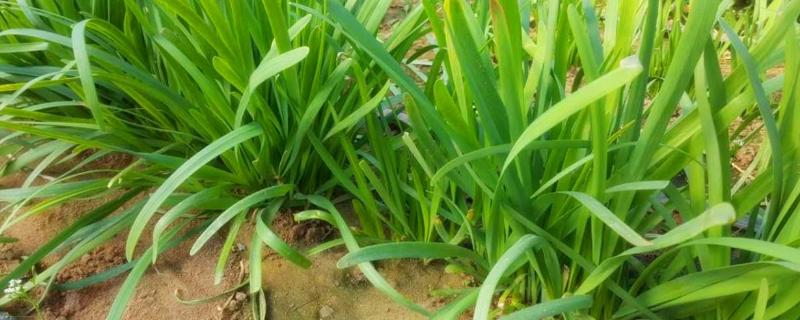 韭菜怎么種植方法，怎么存儲(chǔ)