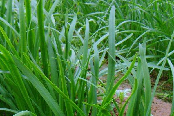 韭菜怎么種植方法，怎么存儲
