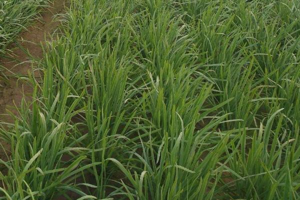 韭菜怎么種植方法，怎么存儲