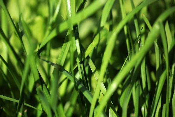 韭菜怎么種植方法，怎么存儲