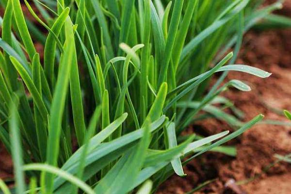 韭菜怎么種植方法，怎么存儲