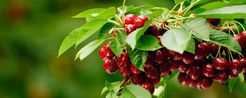 車厘子樹苗什么時候種