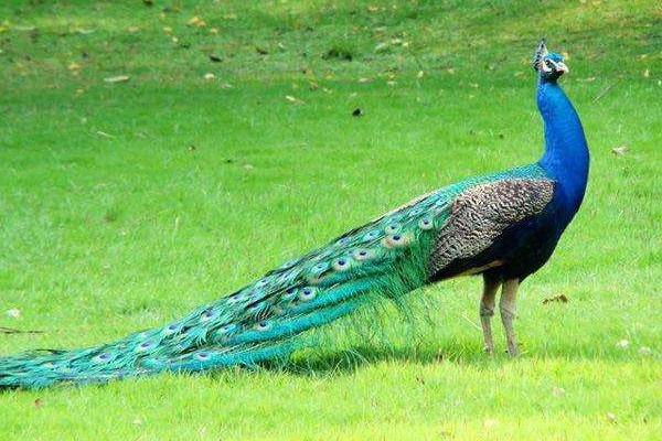孔雀好養(yǎng)嗎,容易生病嗎,會(huì)不會(huì)飛走