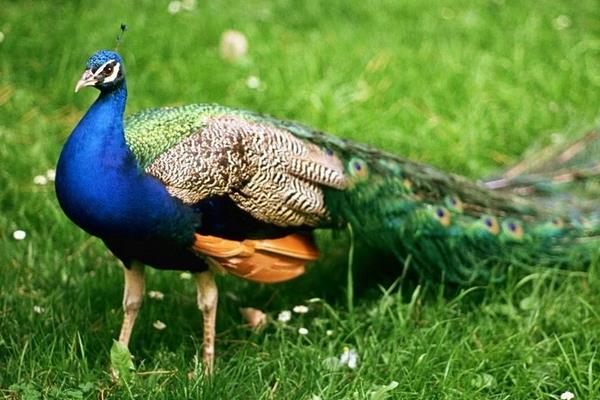 孔雀好養(yǎng)嗎,容易生病嗎,會(huì)不會(huì)飛走