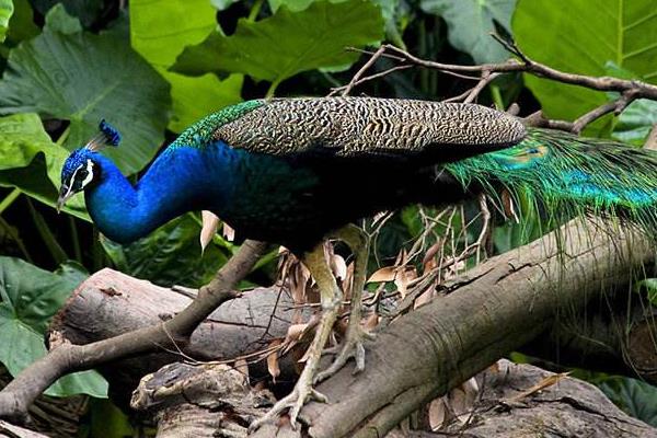 孔雀好養(yǎng)嗎,容易生病嗎,會(huì)不會(huì)飛走