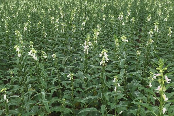 芝麻控旺時間,4至6葉能控旺嗎