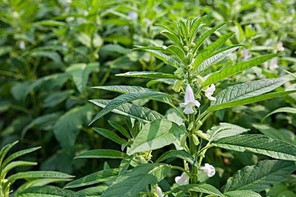 芝麻控旺時間,4至6葉能控旺嗎