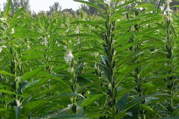 芝麻控旺時間,4至6葉能控旺嗎