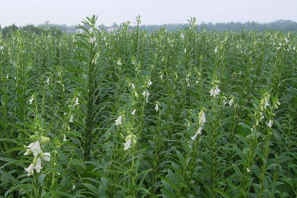 芝麻控旺時間,4至6葉能控旺嗎