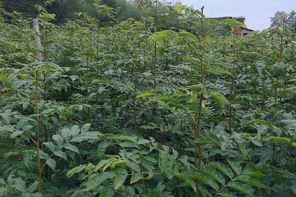 青錢柳樹苗多少錢一棵,哪里有買