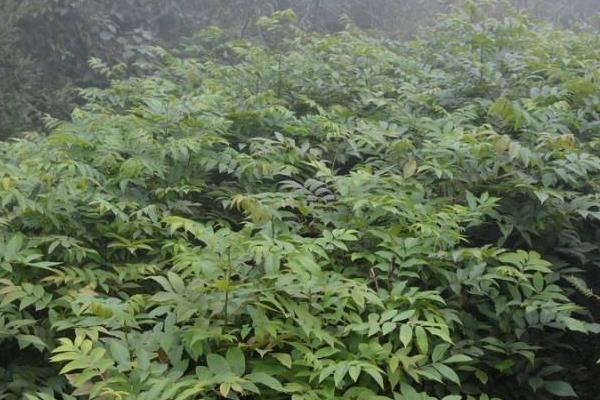 青錢柳樹苗多少錢一棵,哪里有買