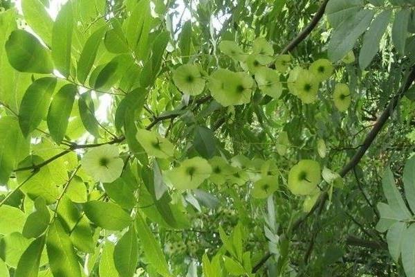 青錢柳樹苗多少錢一棵,哪里有買