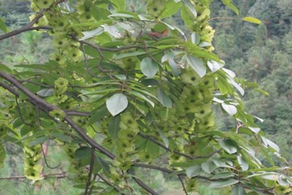 青錢柳樹苗多少錢一棵,哪里有買