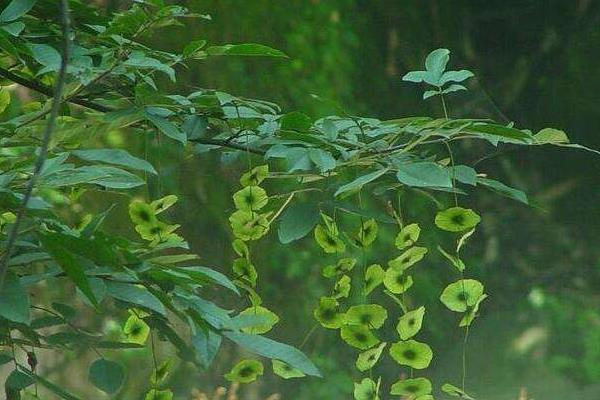 青錢柳樹苗多少錢一棵,哪里有買