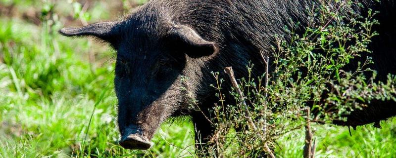 跑山豬的利潤與成本