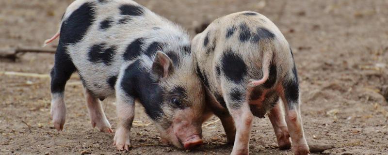 小豬斷尾時間是什么時候，附產后就斷尾的原因