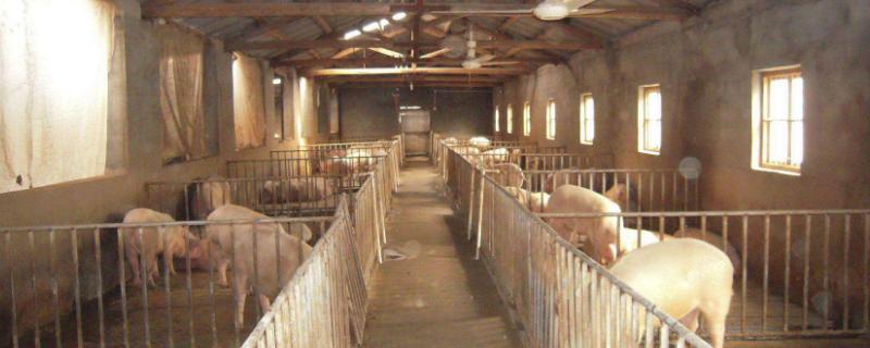 豬舍改養(yǎng)啥合適且有發(fā)展