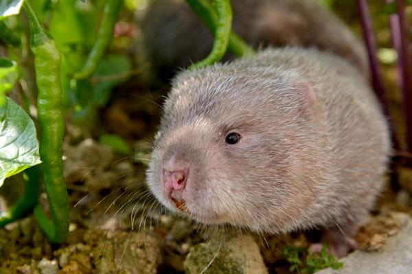 豬舍改養(yǎng)啥合適且有發(fā)展