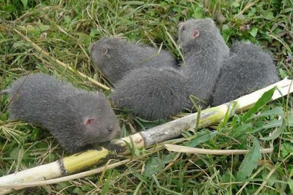 豬舍改養(yǎng)啥合適且有發(fā)展