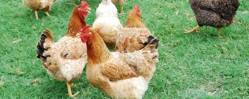 大棚養(yǎng)殖肉雞利潤(rùn)和成本多少