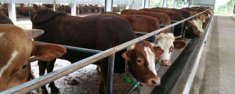 湖南哪里養牛多，地方在哪里