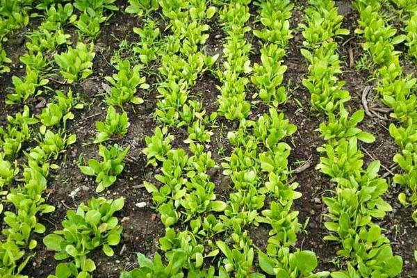 菠菜種子怎么種，種前怎么處理