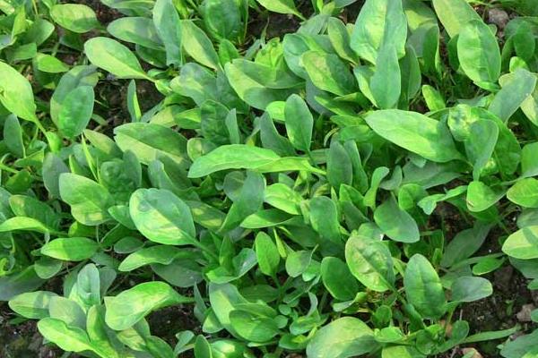 菠菜種子怎么種，種前怎么處理