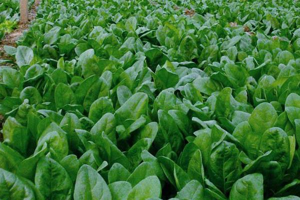 菠菜種子怎么種，種前怎么處理