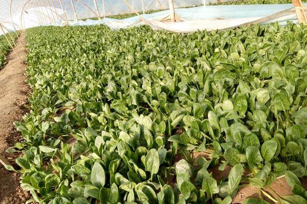 菠菜種子怎么種，種前怎么處理